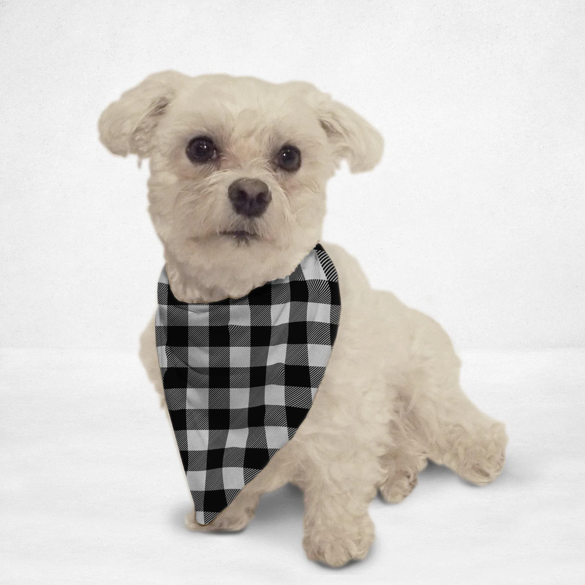 Black & White Cat & Dog Bandana